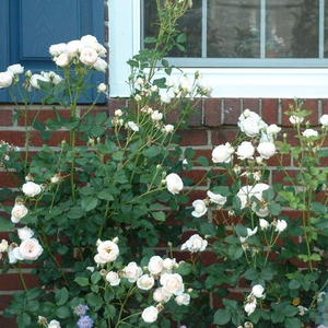 Bijela  - floribunda-grandiflora ruža 